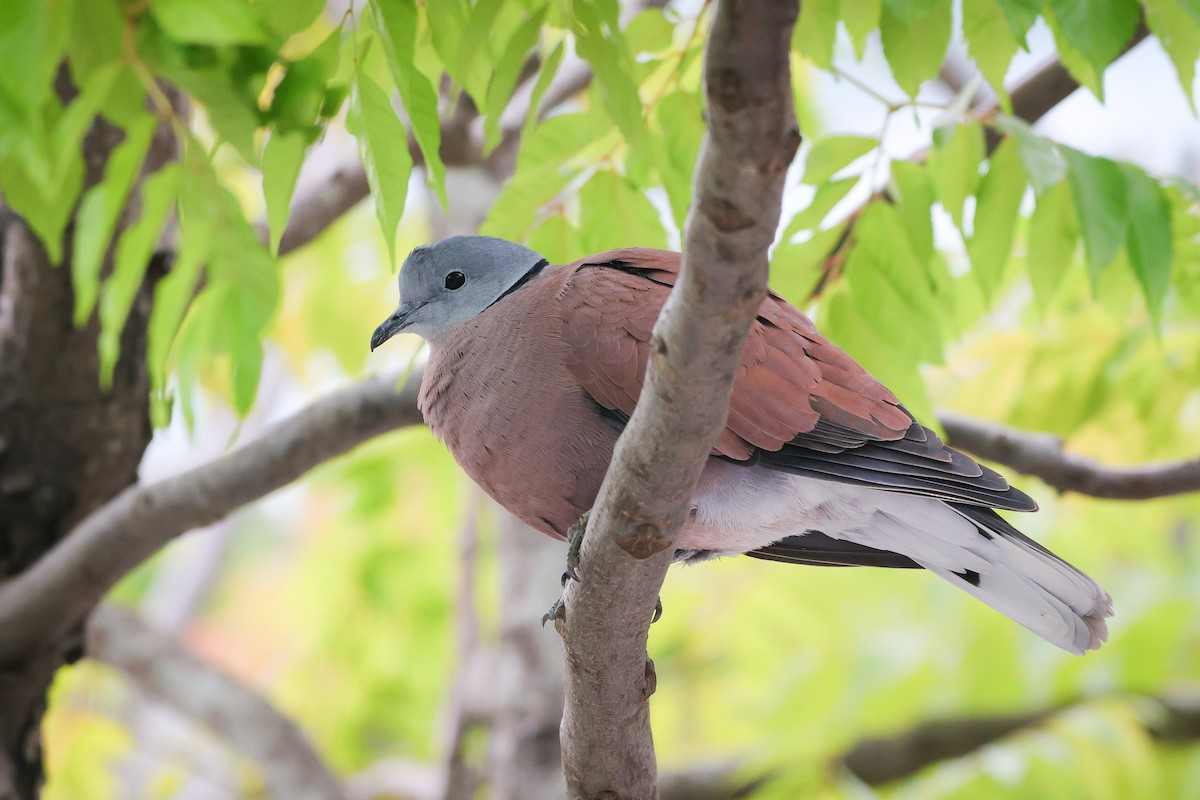 Red Collared-Dove - ML618013352