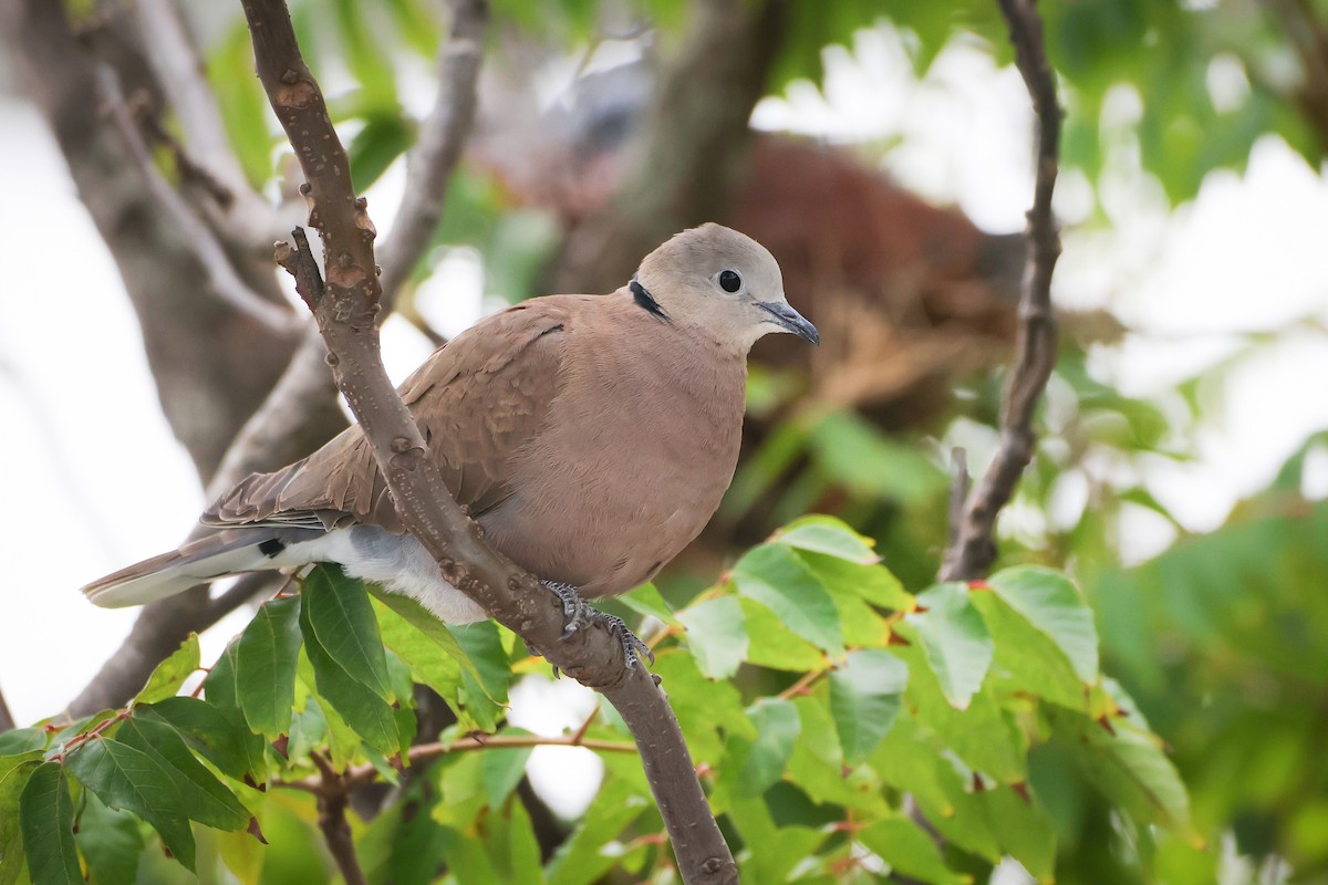 Red Collared-Dove - ML618013368