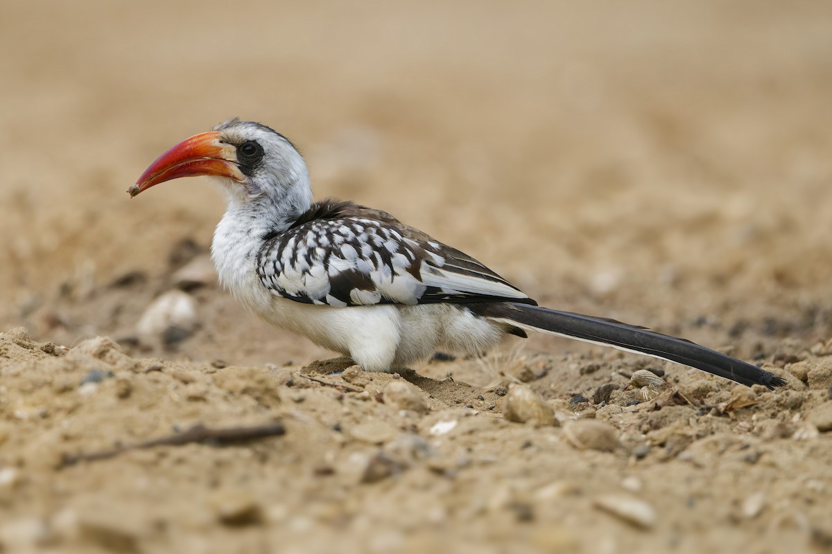 Western Red-billed Hornbill - Paul Maury