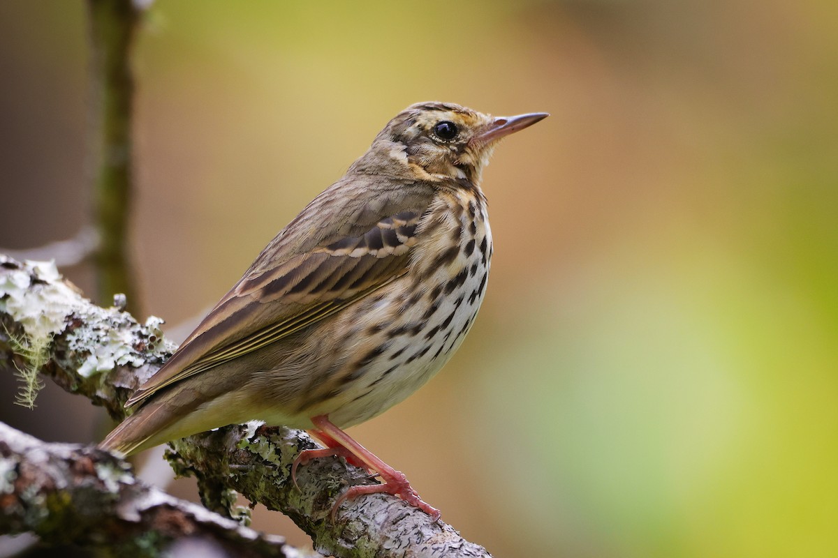 Olive-backed Pipit - ML618013441