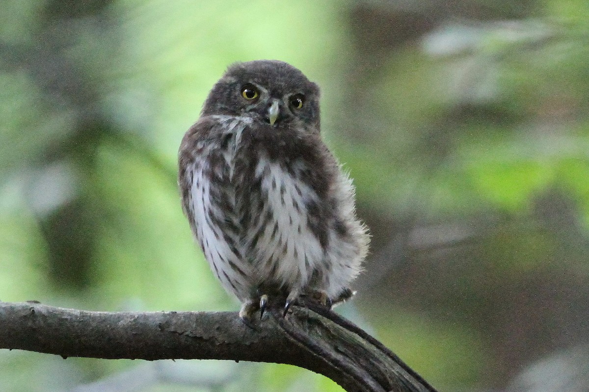 Eurasian Pygmy-Owl - Peter Zeller