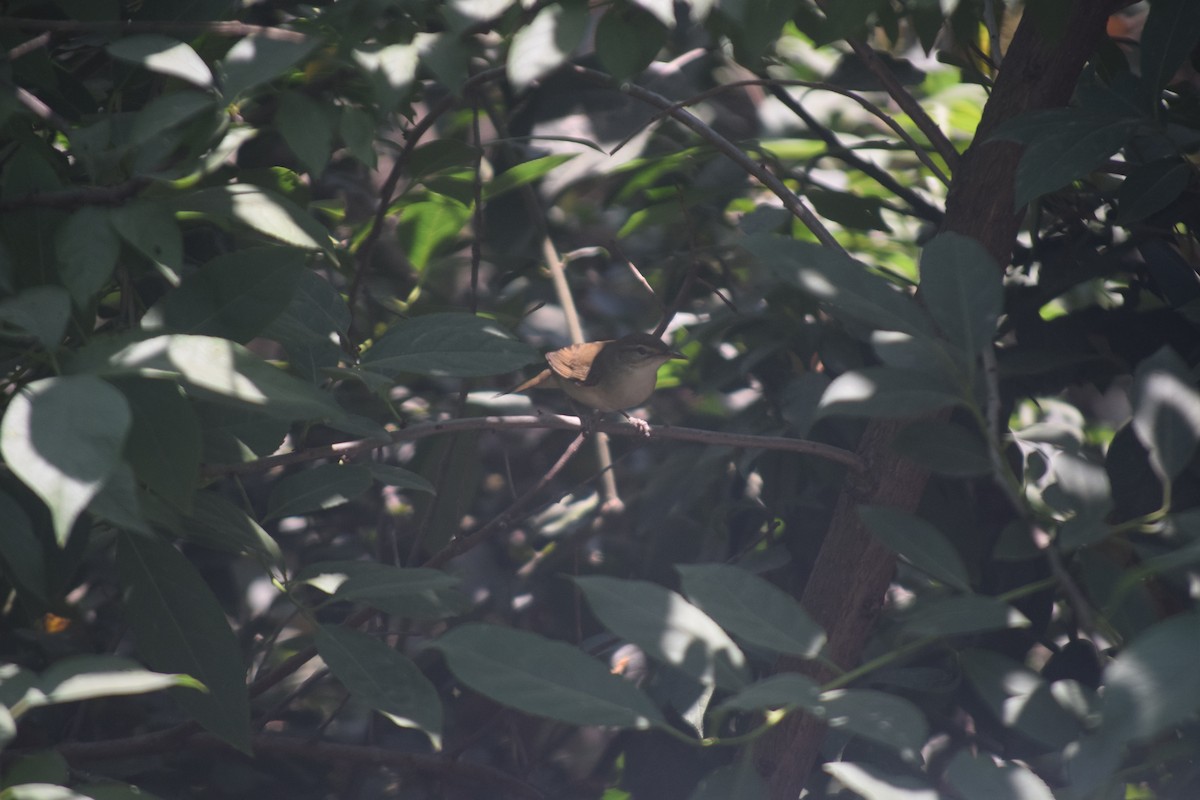 Gray-sided Bush Warbler - ML618013471