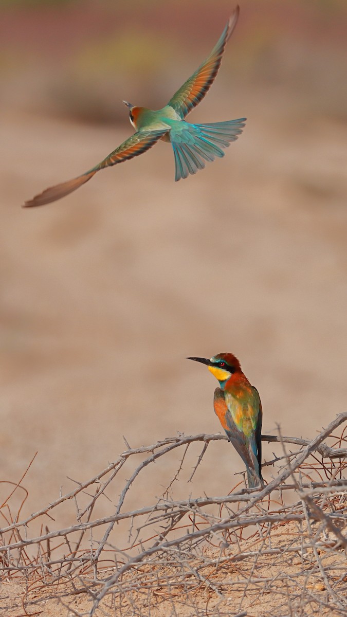 European Bee-eater - Mohamed  Nijas