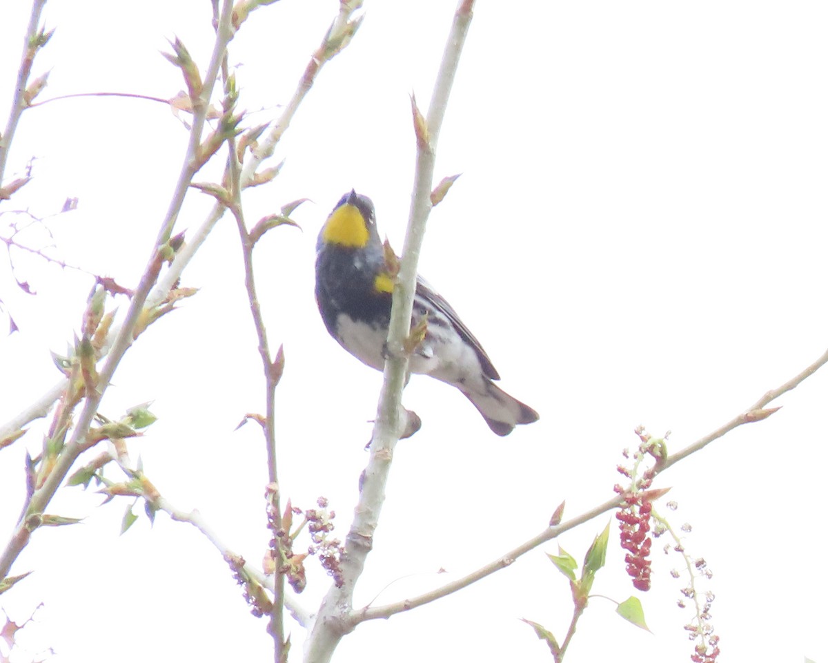 Yellow-rumped Warbler (Audubon's) - ML618013536