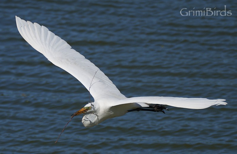 Great Egret (American) - ML618013570