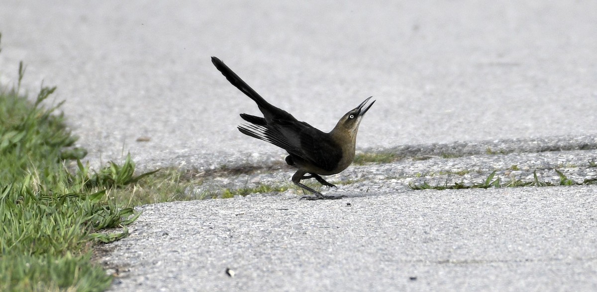 Great-tailed Grackle - ML618013580