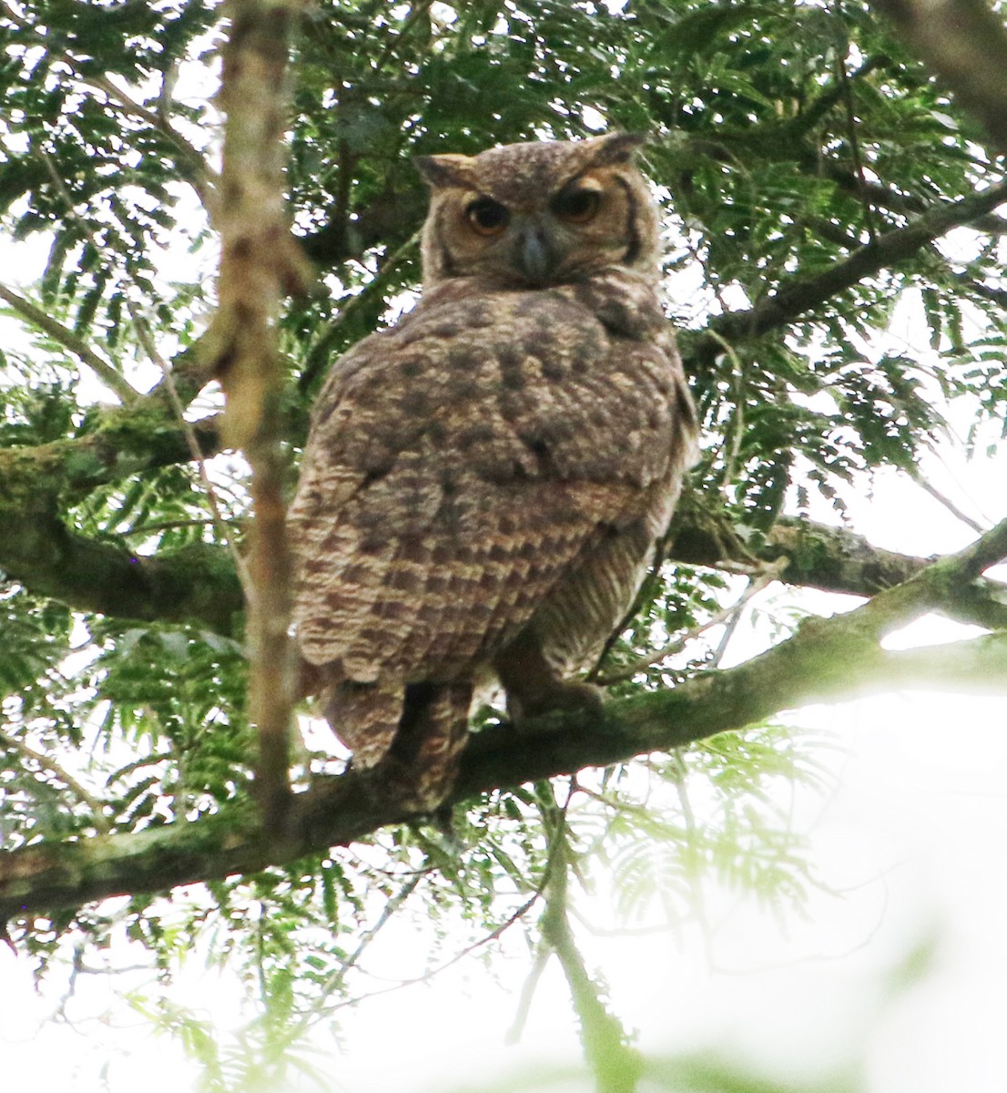 Great Horned Owl - ML618013642