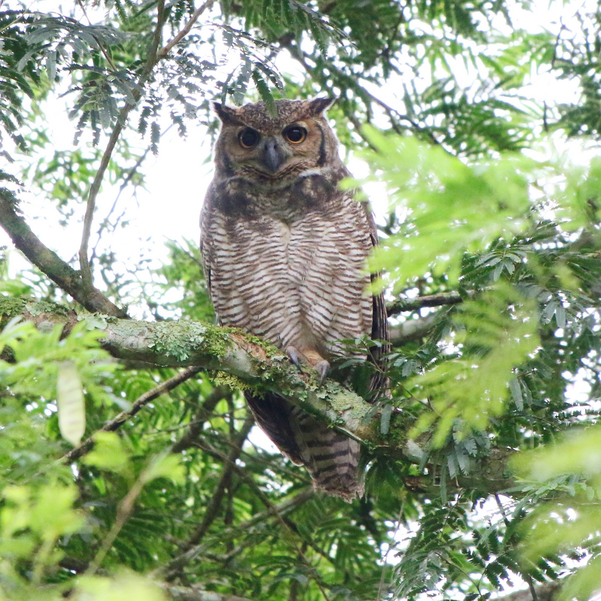 Great Horned Owl - ML618013643