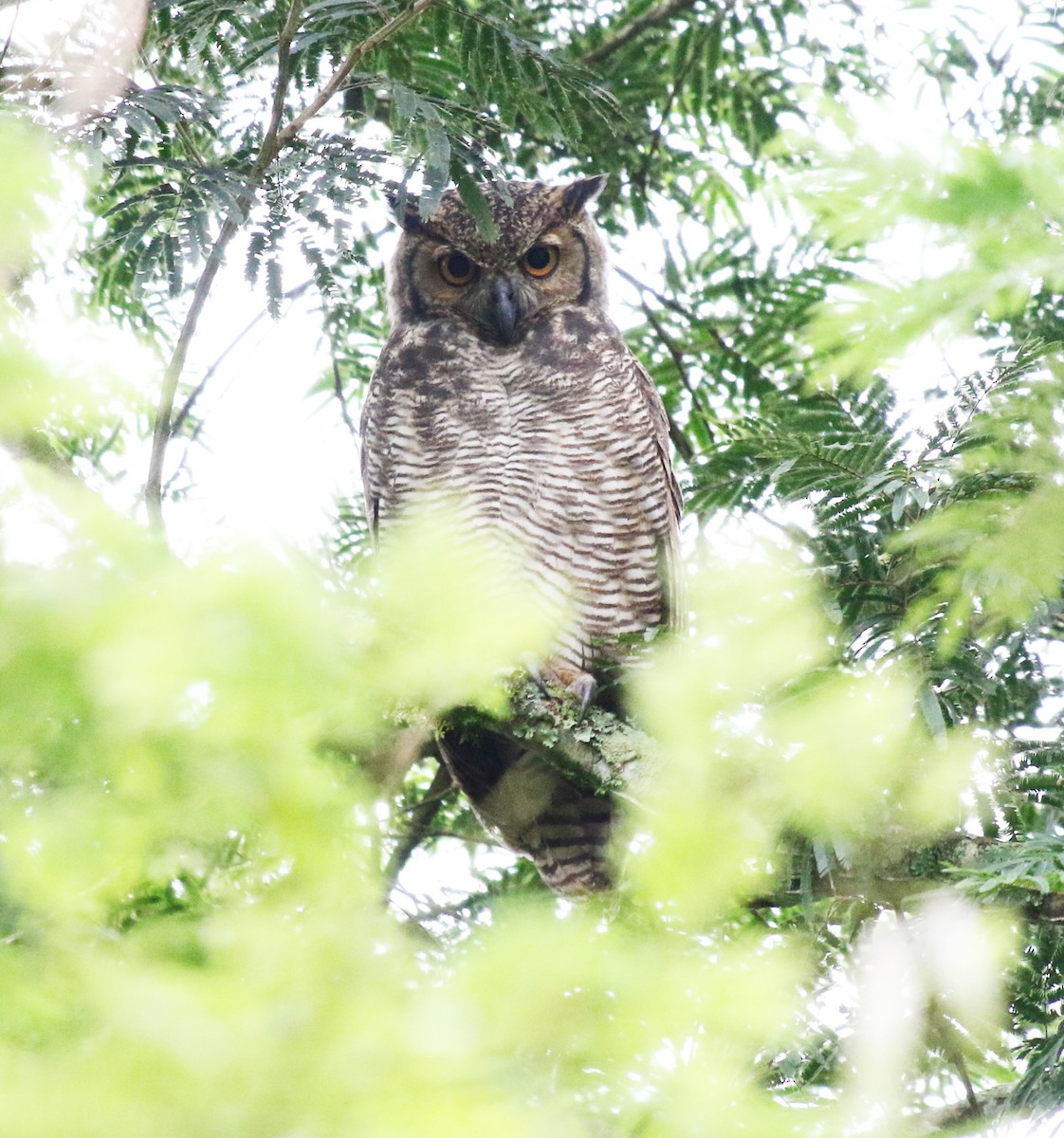 Great Horned Owl - ML618013644