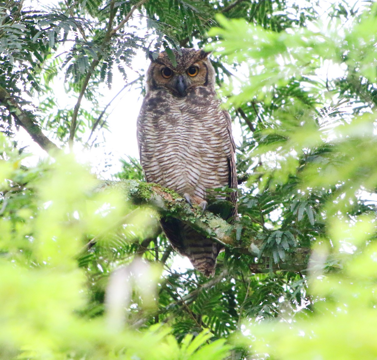 Great Horned Owl - ML618013645