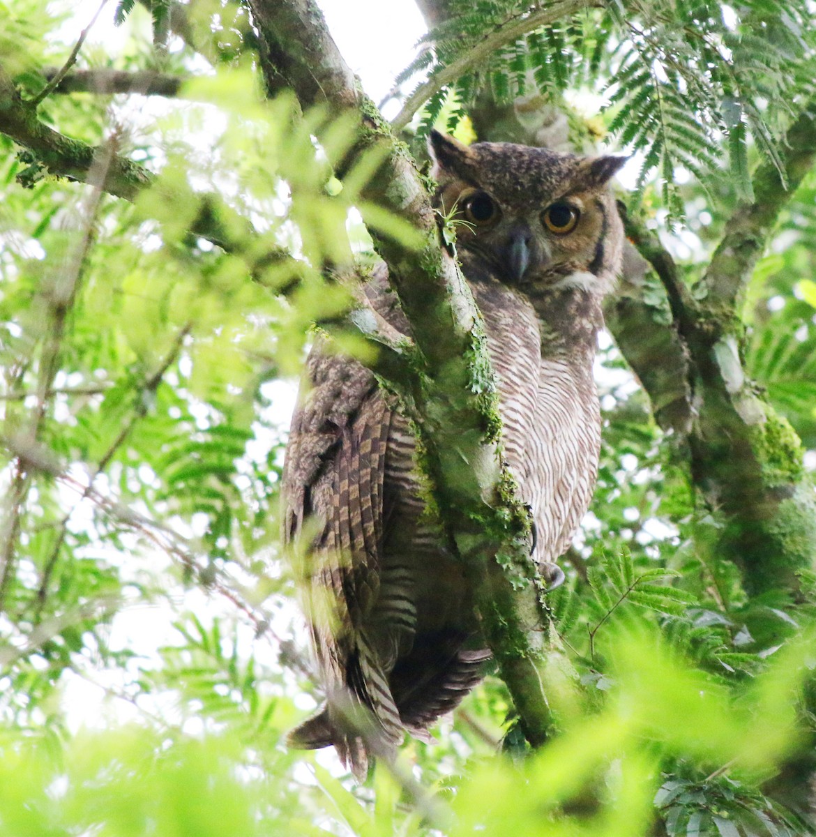 Great Horned Owl - ML618013646
