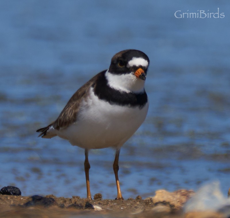 Semipalmated Plover - ML618013647
