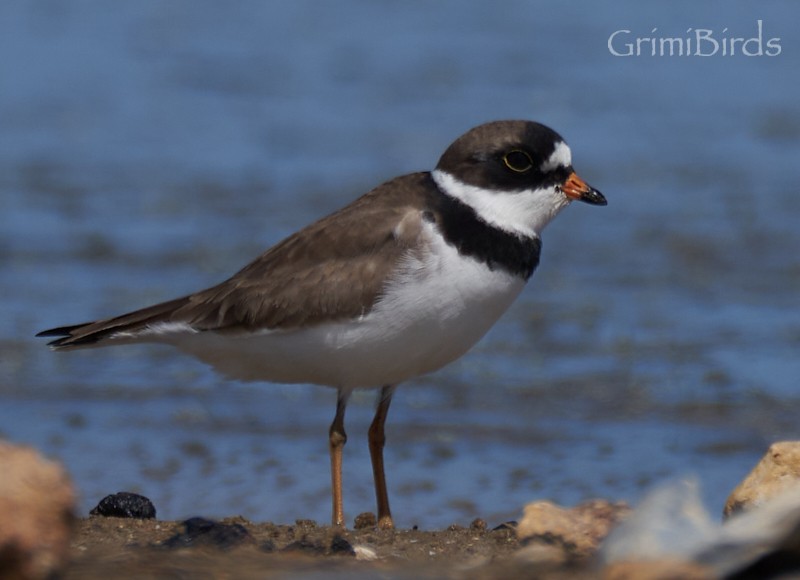 Semipalmated Plover - ML618013648