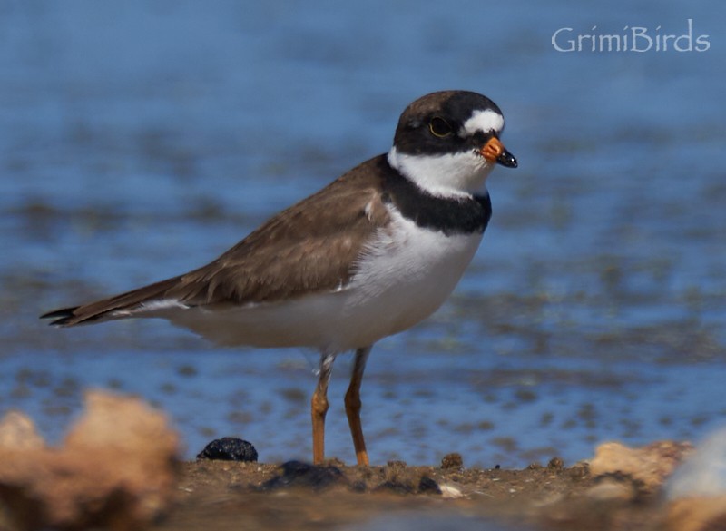 Semipalmated Plover - ML618013649