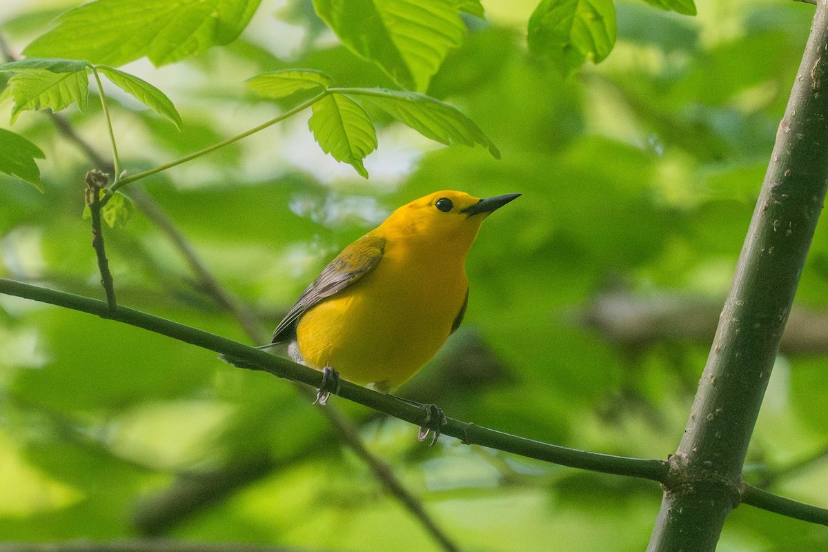 Prothonotary Warbler - Riley Metcalfe
