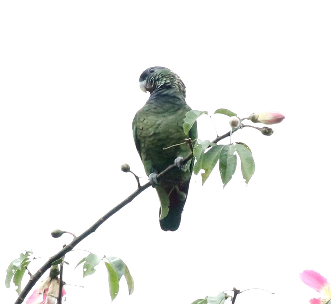 Папуга-червоногуз зеленощокий - ML618013674