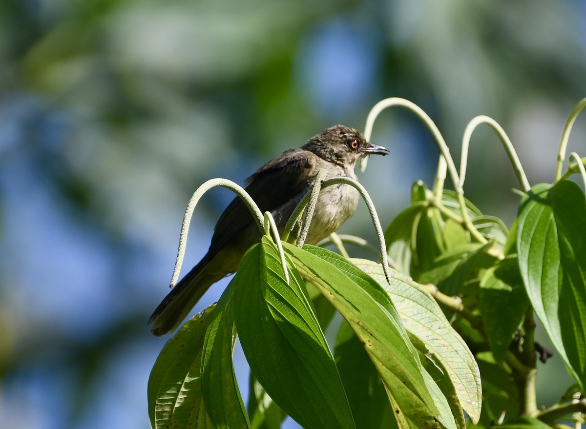 Red-eyed Bulbul - Andrew Holmes