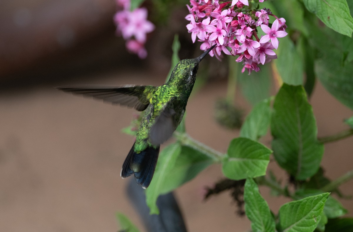 kolibřík Canivetův - ML618013684