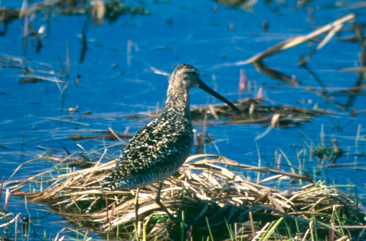 Long-billed Dowitcher - ML618013711