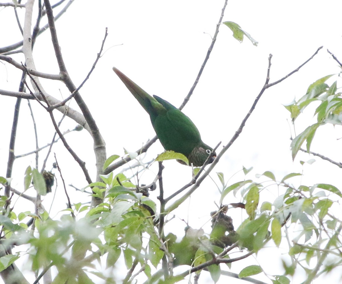 Maroon-bellied Parakeet - Feliciano Lumini