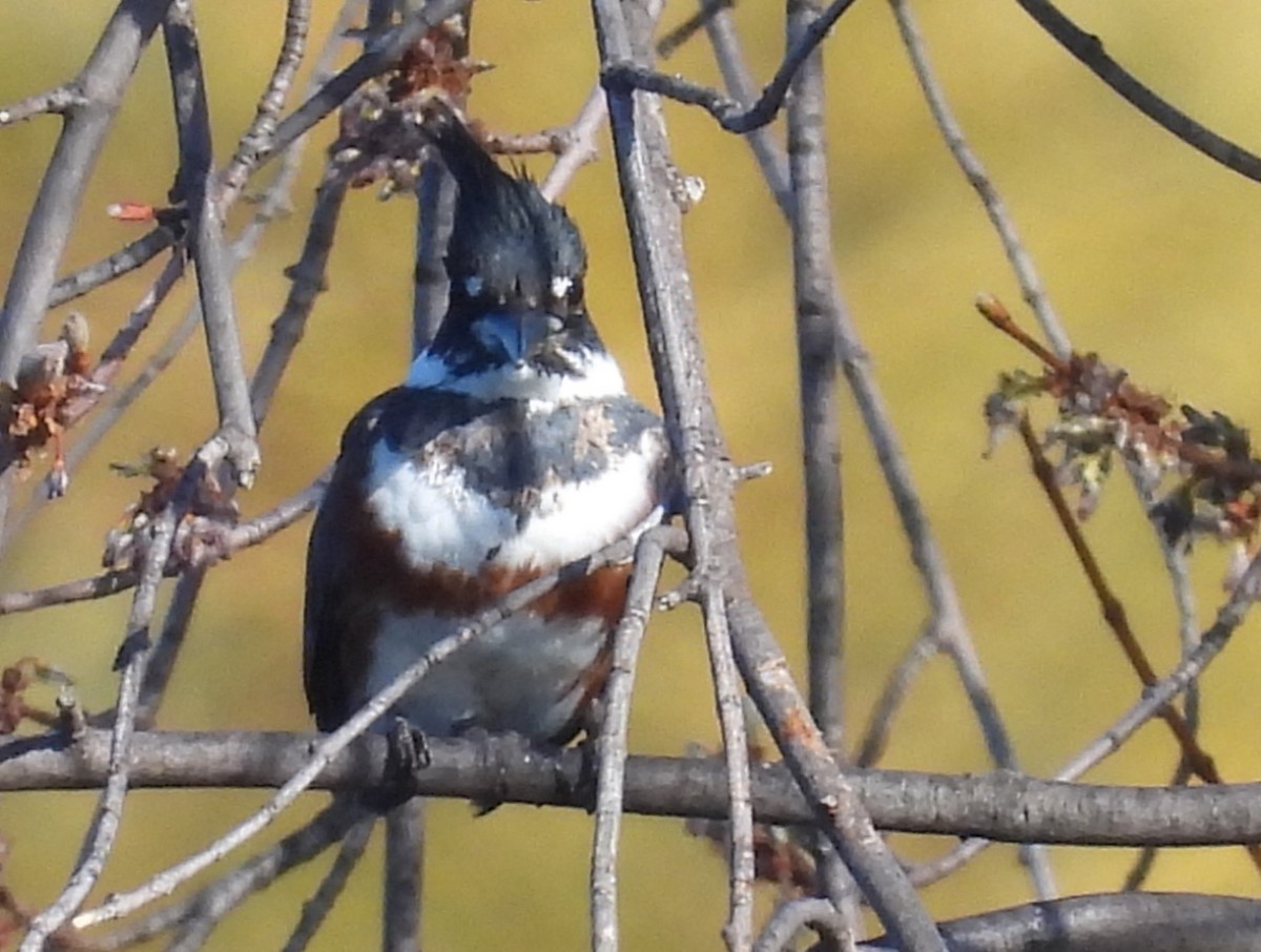 Belted Kingfisher - ML618013715