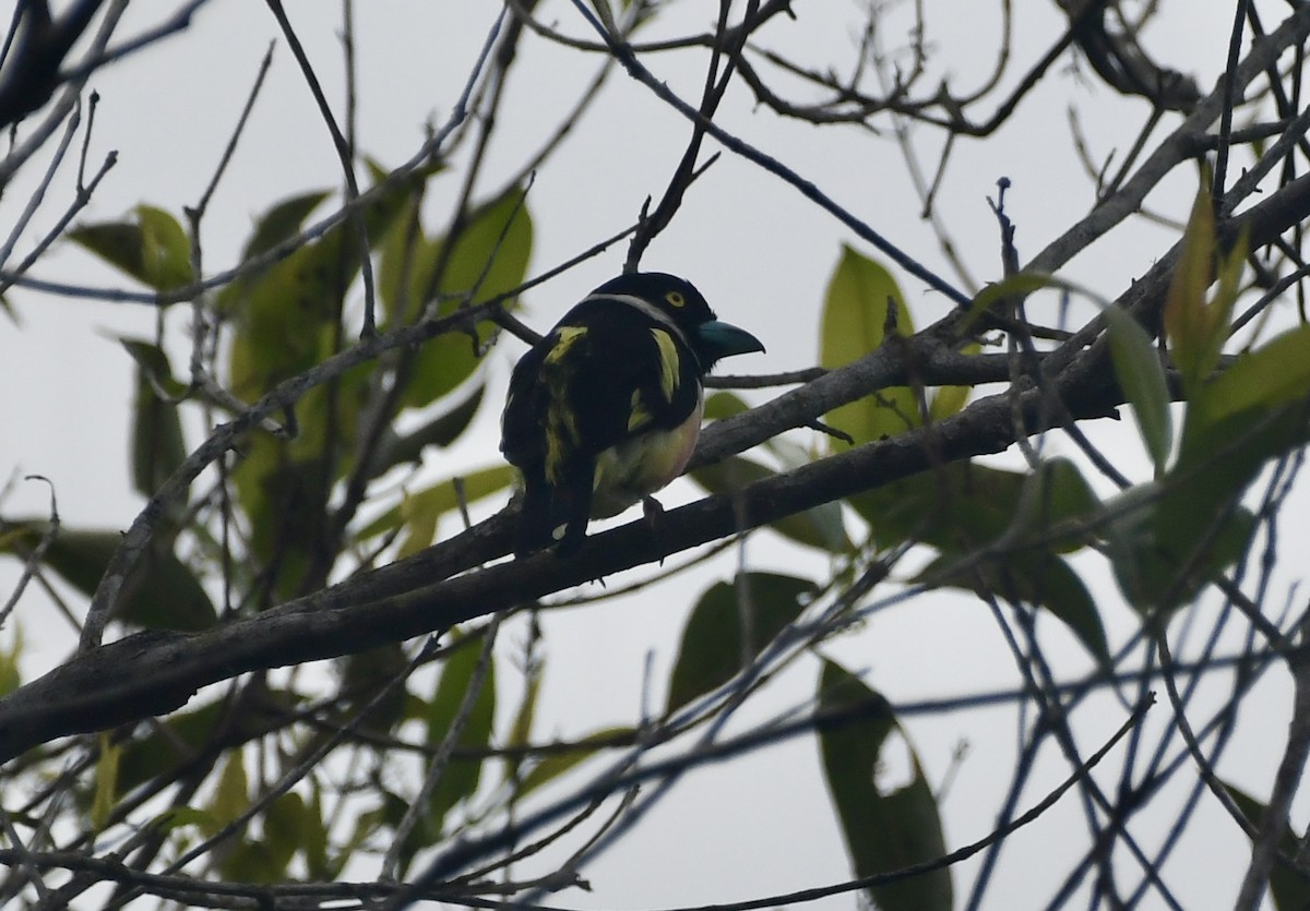 Black-and-yellow Broadbill - Andrew Holmes