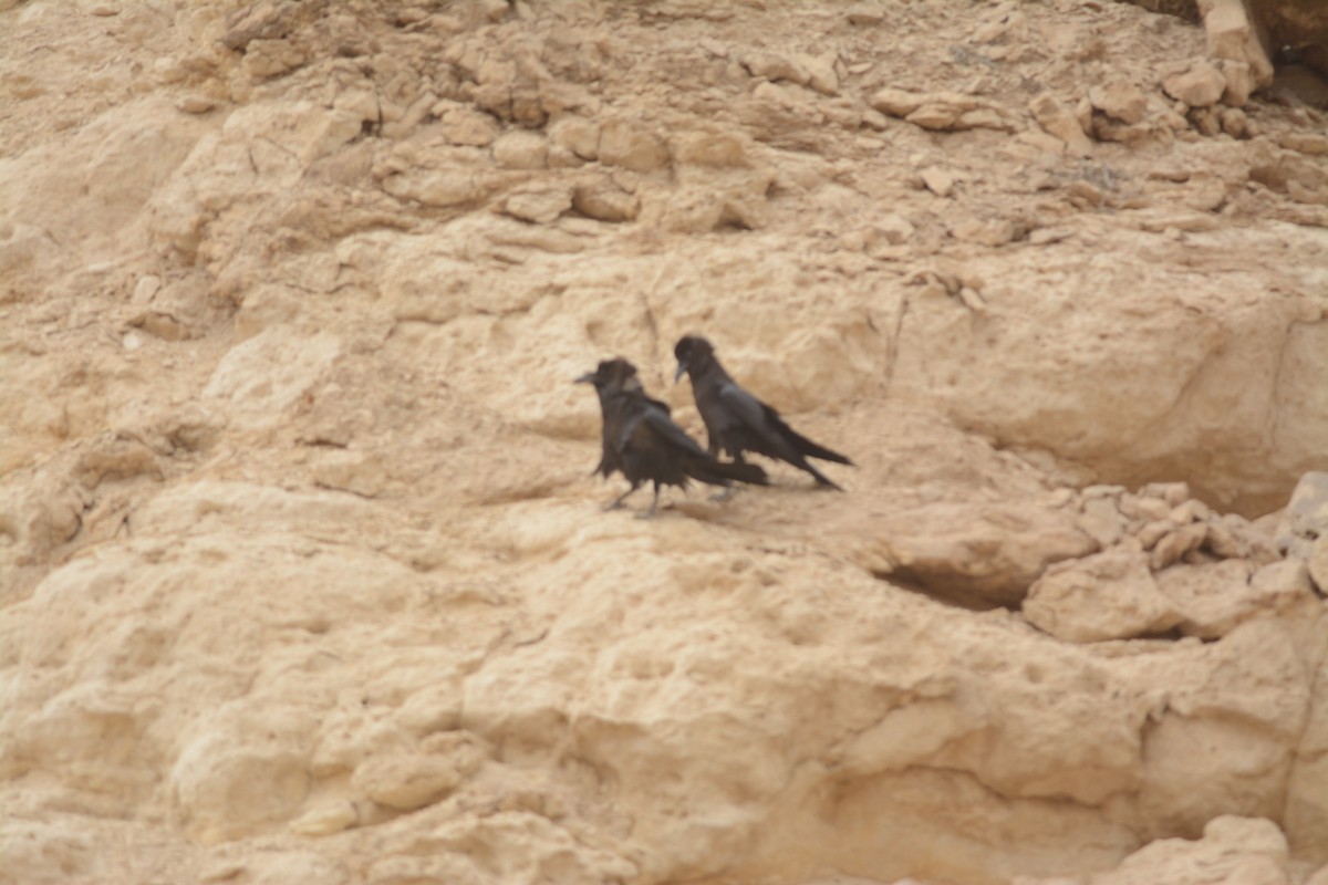 Brown-necked Raven - ML618013749