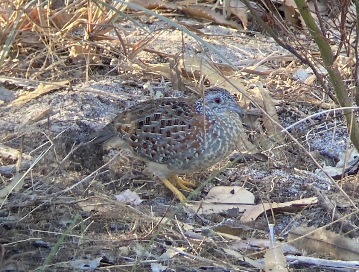 Painted Buttonquail - ML618013804