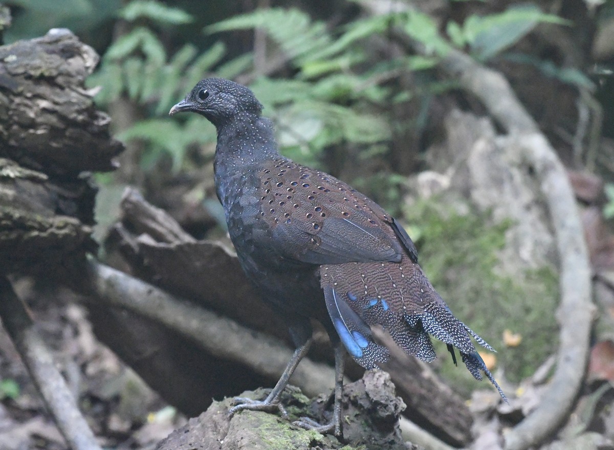 Mountain Peacock-Pheasant - Andrew Holmes