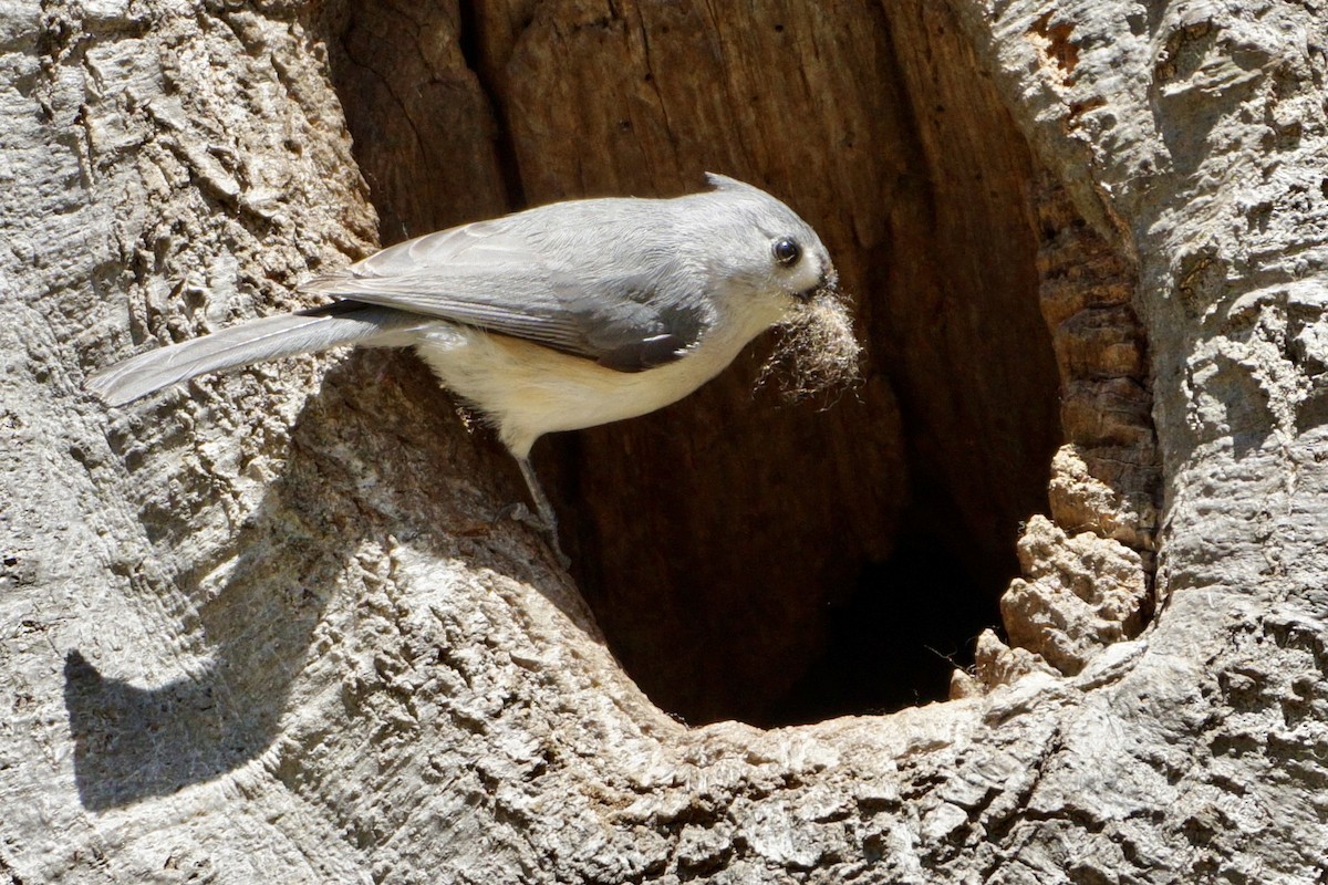 Tufted Titmouse - Laura Sisitzky