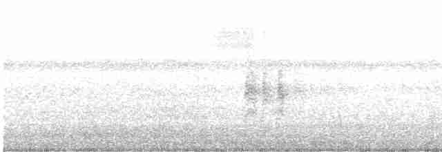 Antillennachtschwalbe - ML618013837