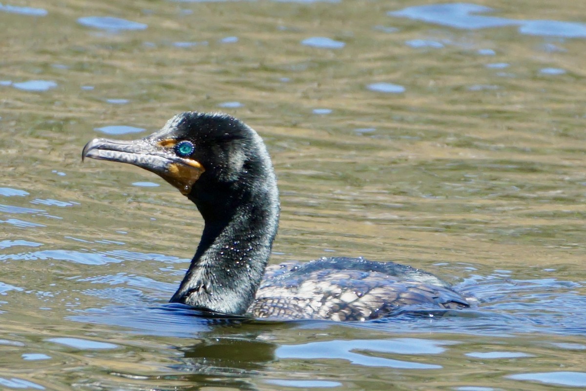 Double-crested Cormorant - Laura Sisitzky