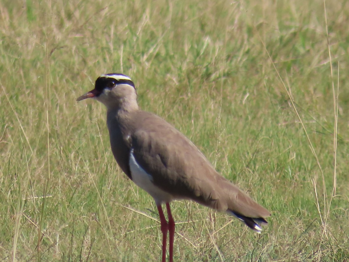 Crowned Lapwing - ML618013865
