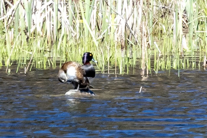 Ring-necked Duck - Patti Wood