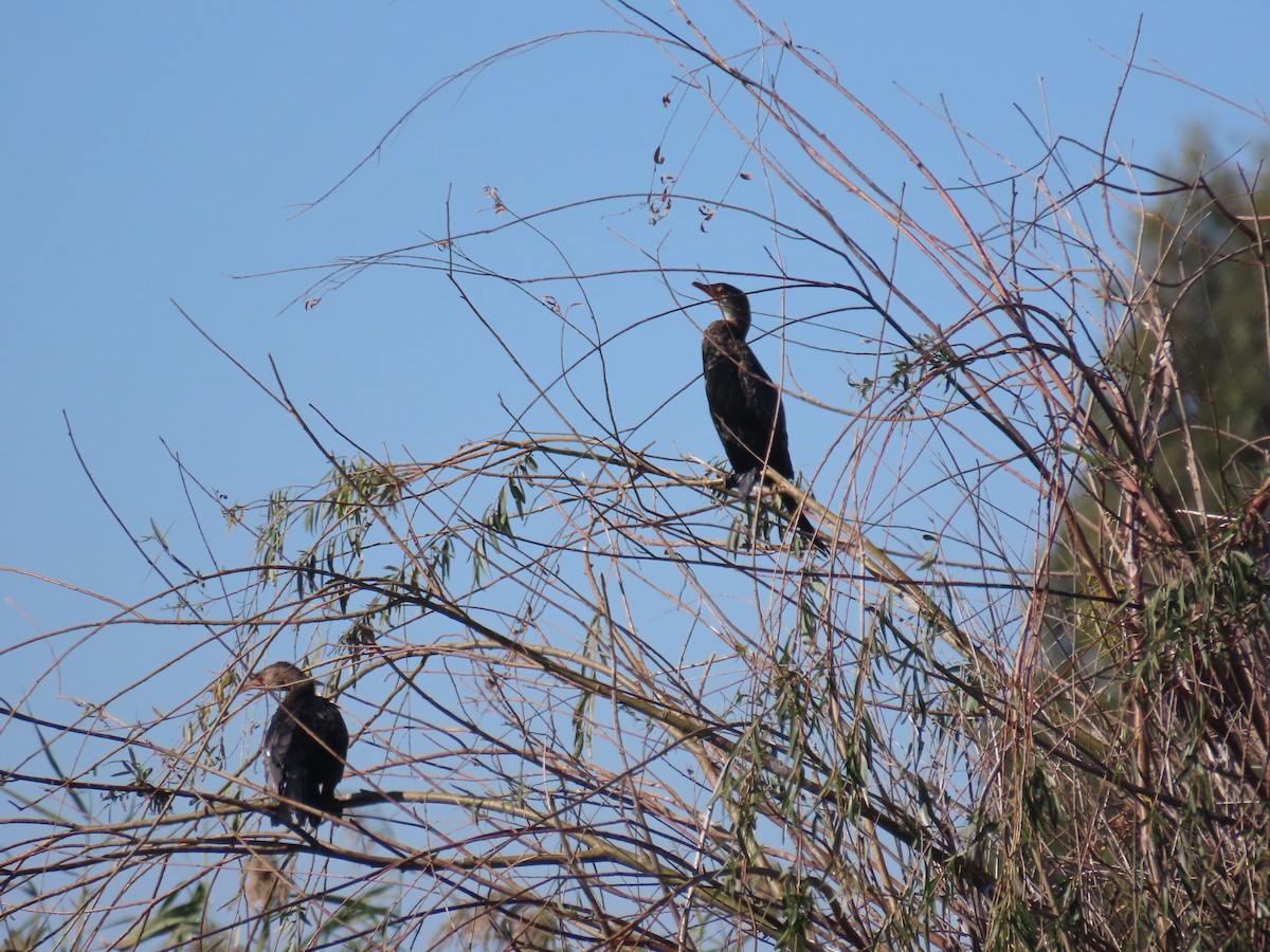 Long-tailed Cormorant - ML618013909