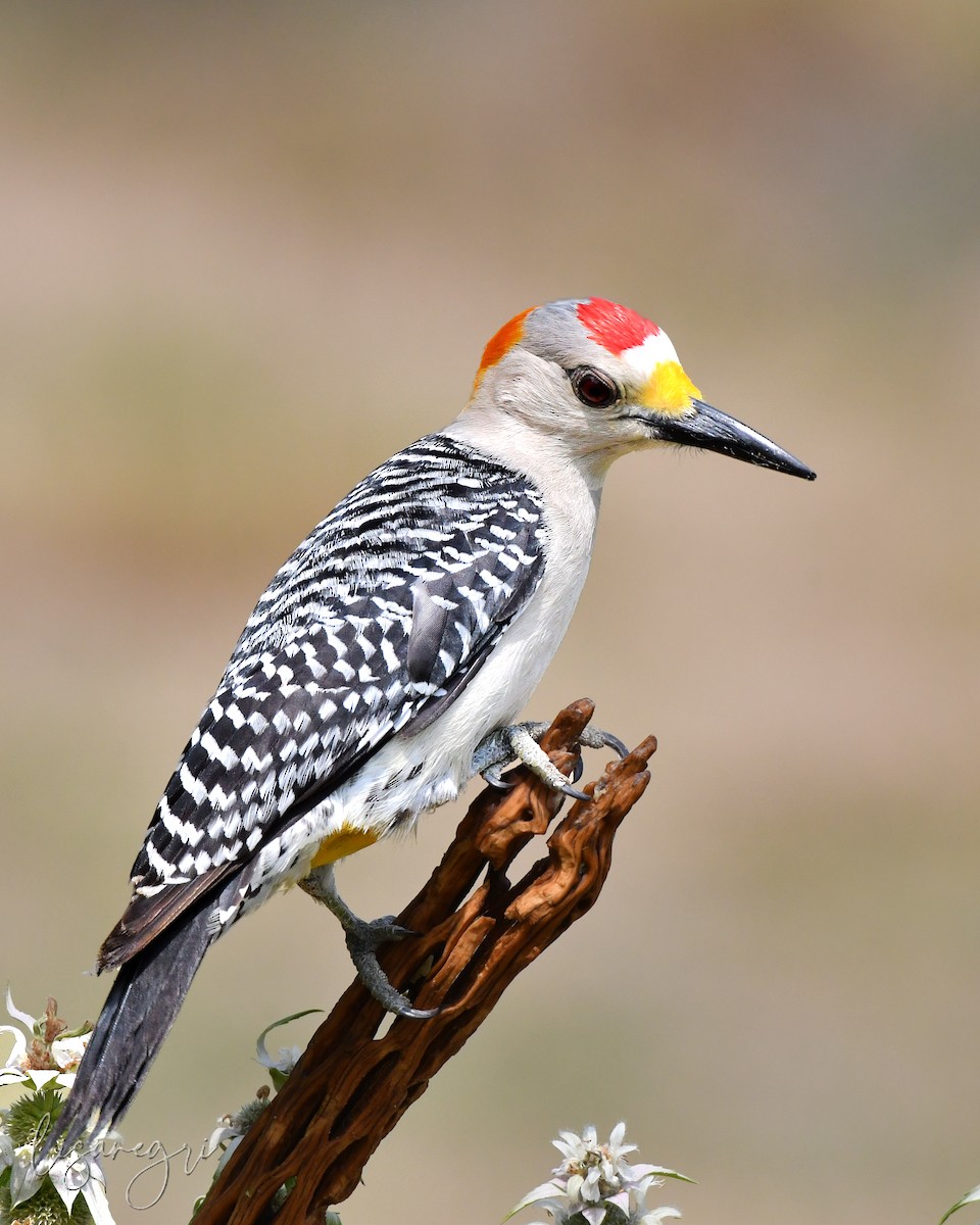 Golden-fronted Woodpecker - ML618013911