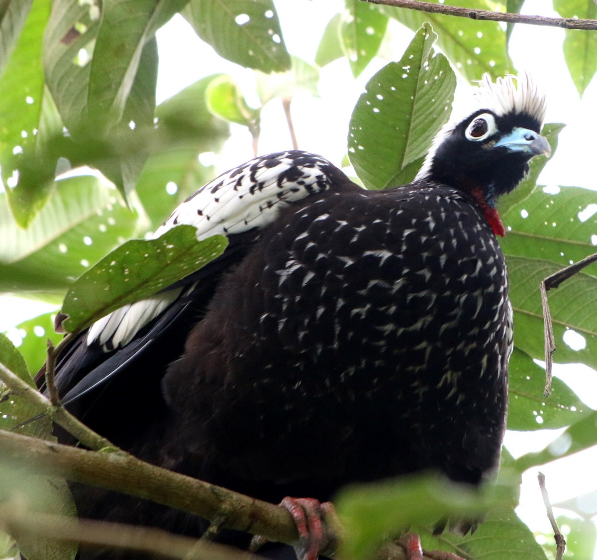 Black-fronted Piping-Guan - ML618013912