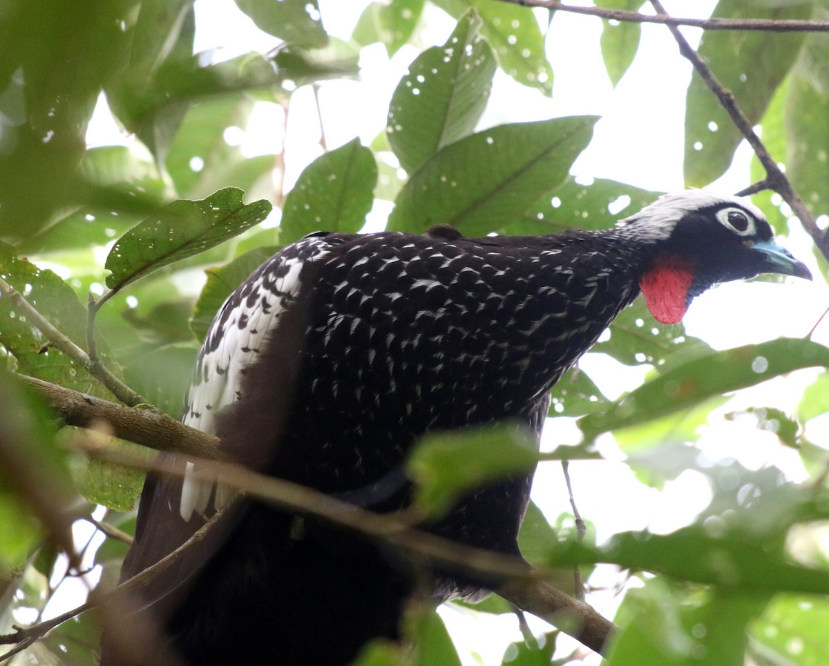 Black-fronted Piping-Guan - ML618013913