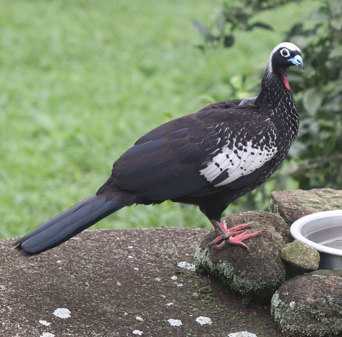 Black-fronted Piping-Guan - ML618013914