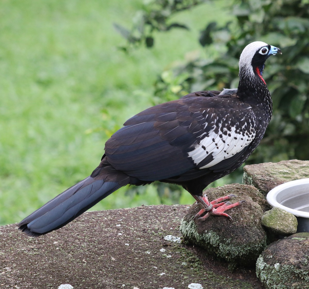 Black-fronted Piping-Guan - ML618013916