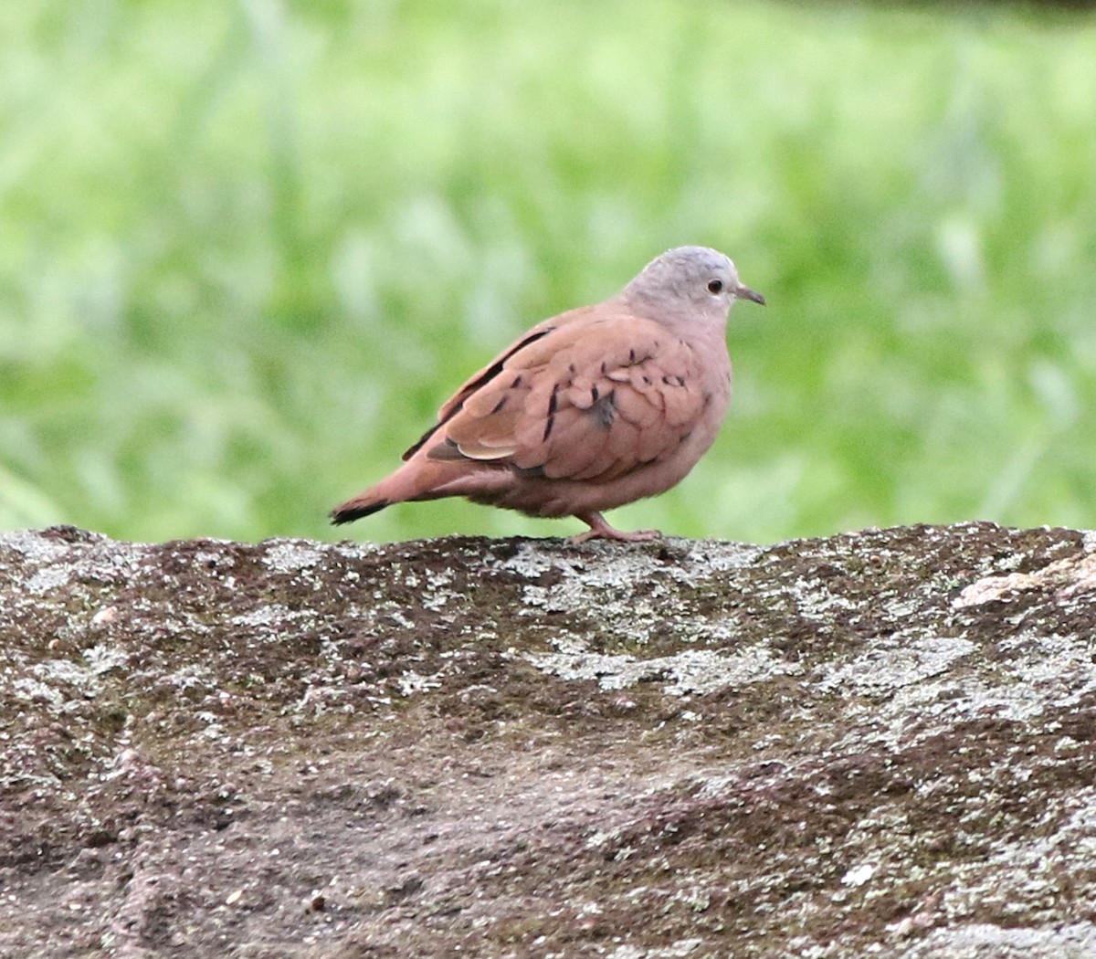 Ruddy Ground Dove - ML618013923