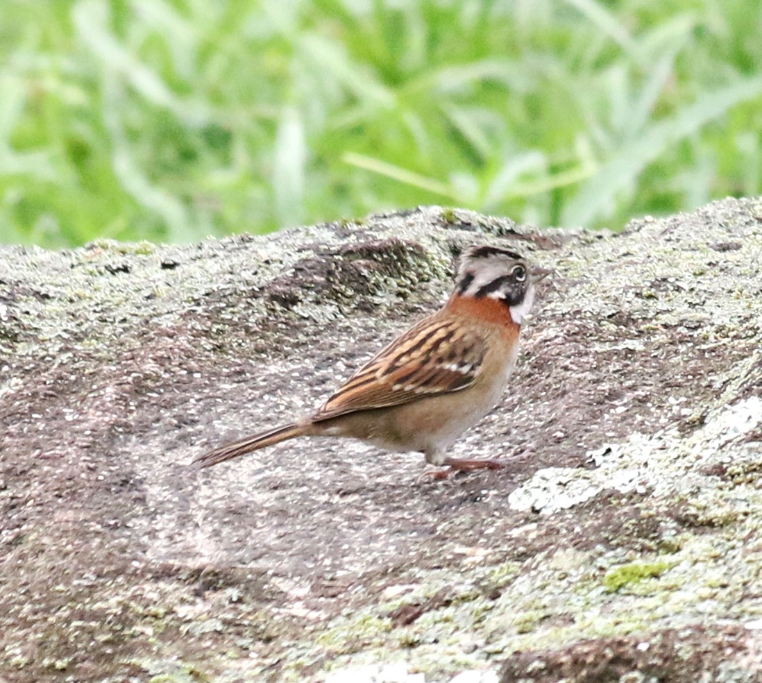 Rufous-collared Sparrow - Feliciano Lumini