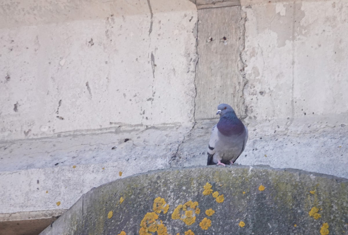 Rock Pigeon (Feral Pigeon) - Barbara McLean