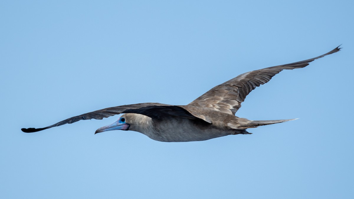 Red-footed Booby - ML618013974