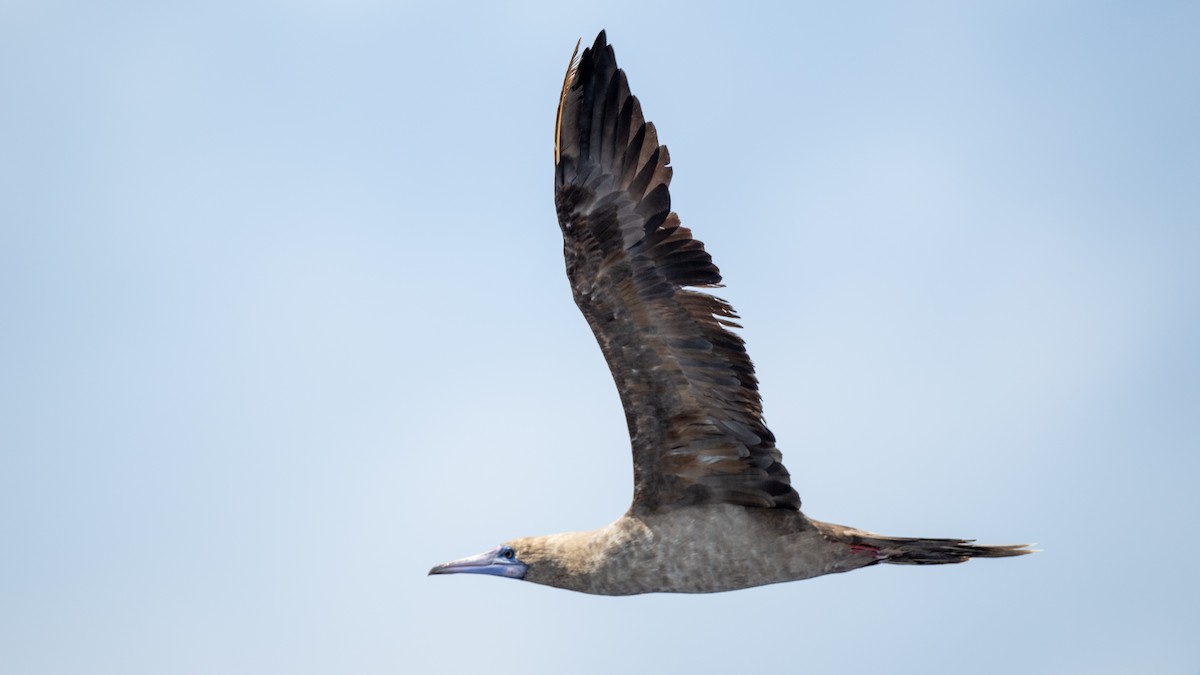 Red-footed Booby - ML618013975