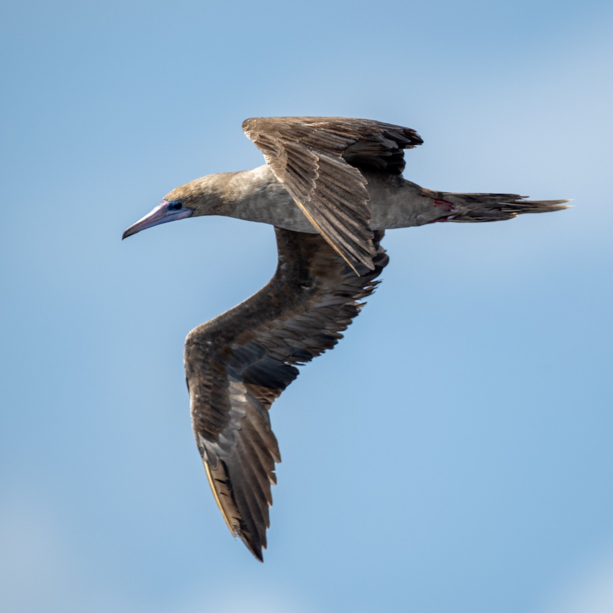 Red-footed Booby - Steve McInnis
