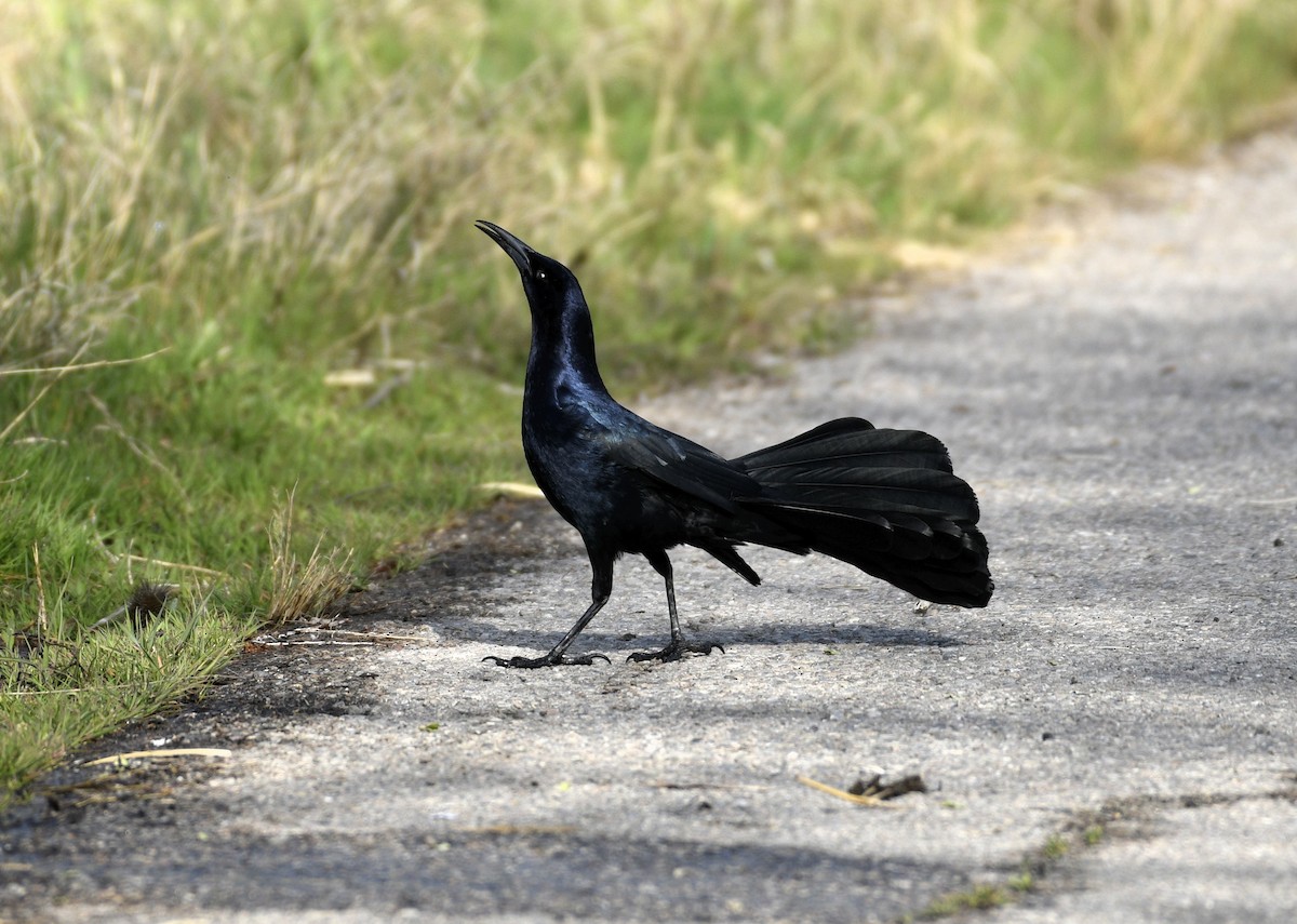 Great-tailed Grackle - Daniel King
