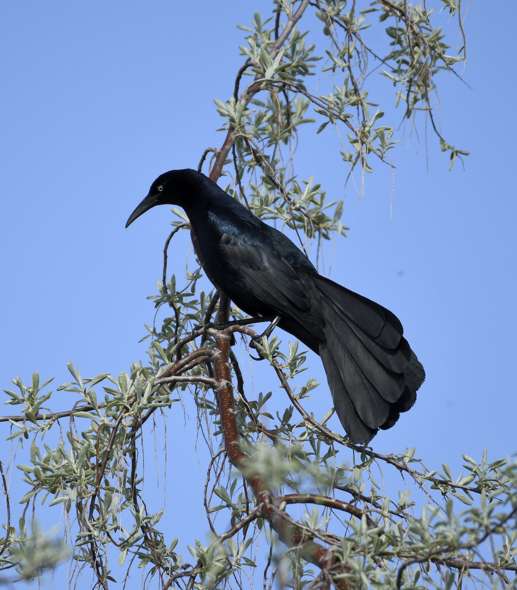Great-tailed Grackle - ML618013998
