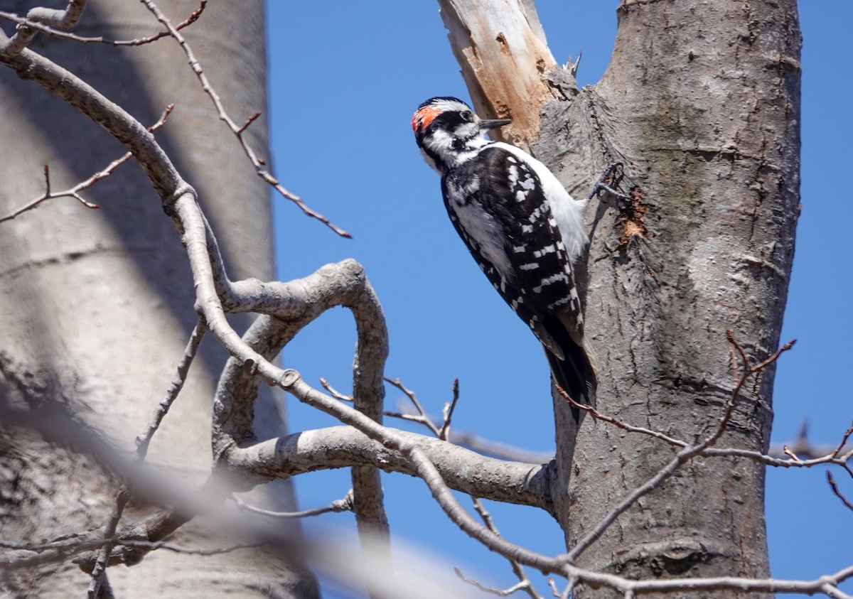 Hairy Woodpecker - ML618014001