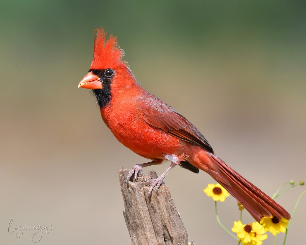 kardinál červený [skupina cardinalis] - ML618014013
